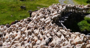 transhumance_10_edition_2014.JPG