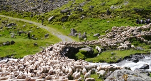 transhumance_11_edition_2014.JPG