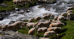 transhumance_12_edition_2014.JPG