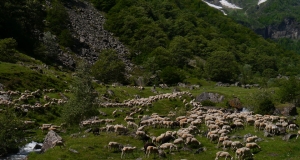 transhumance_13_edition_2014.JPG