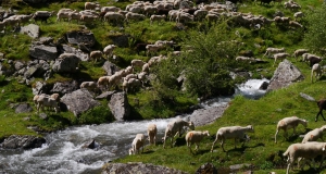 transhumance_14_edition_2014.JPG