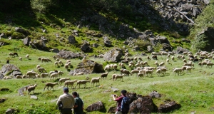 transhumance_16_edition_2014.JPG