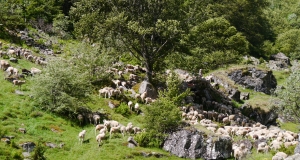 transhumance_17_edition_2014.JPG