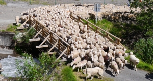 transhumance_2_2014.JPG