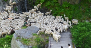 transhumance_4_edition_2014.JPG