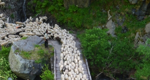 transhumance_5_edition_2014.JPG