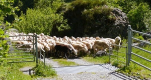 transhumance_7_edition_2014.JPG