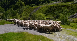 transhumance_9_edition_2014.JPG