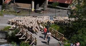 transhumance_edition_2014.JPG
