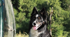 chien