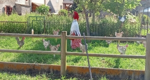 poules